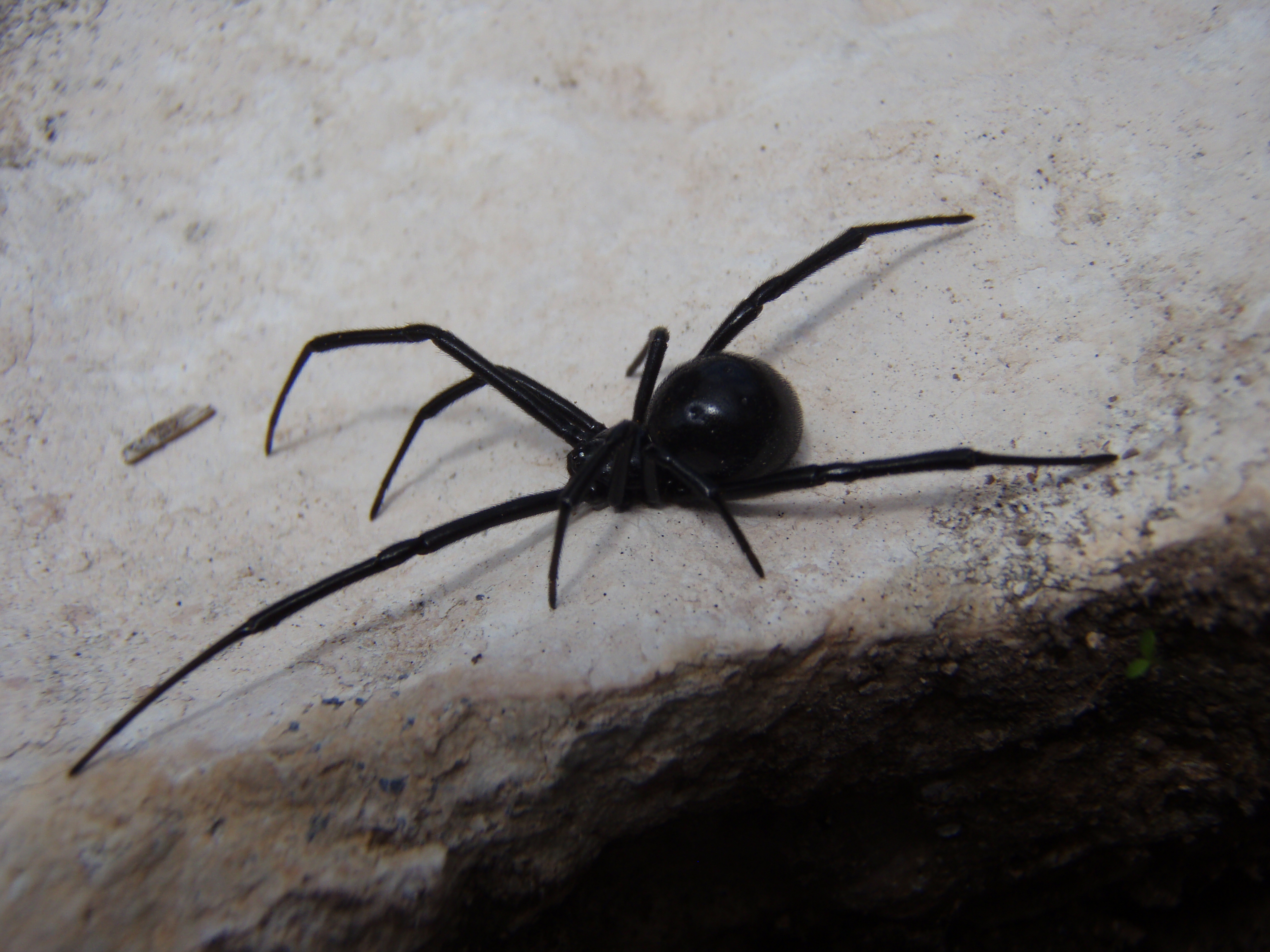 Фото черных пауков